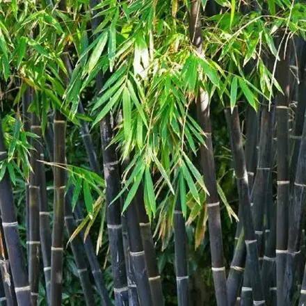 Bambus Phyllostachys Nigra 180/200