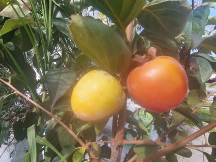 hurmikaki Ragno s plodmi 140/160 diospyros kaki
