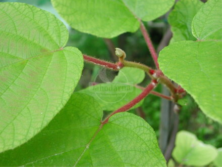 Kiwi Actinidia deliciosa Tomuri 120/140 opeľovač