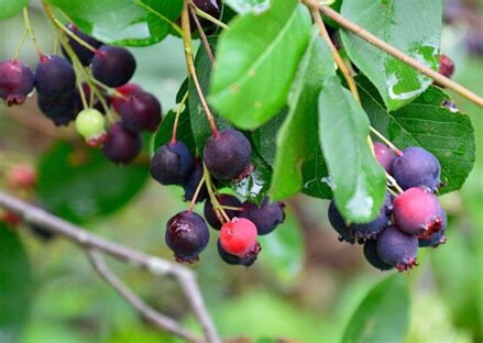 Muchovník - Amelanchier Krasnojarskaja +90