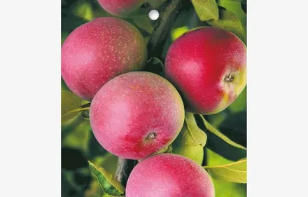 Jabloň stĺpová - Mcintosh 80/100