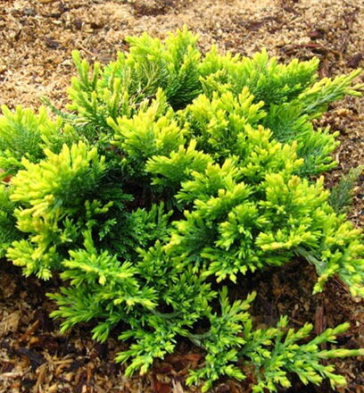 Borievka - Juniperus Golden Carpet 30/40
