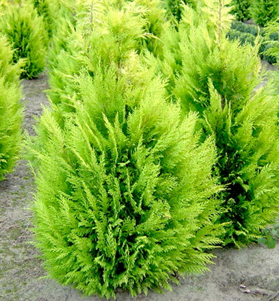 Cypruštek Ivonne - Chamaecyparis lawsoniana