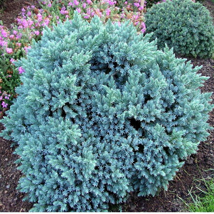 Borievka- Juniperus Blue Star