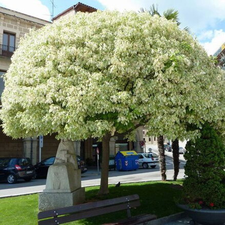 Acer platanoides Drummondii 180/200 javor jaseňolistý
