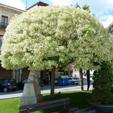 acer platanoides Drummondii 180/200 javor jaseňolistý