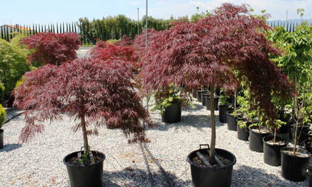 Javor japonský Acer Palmatum garnet 50/60