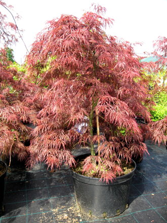 Javor Acer Palmatum Garnet 140