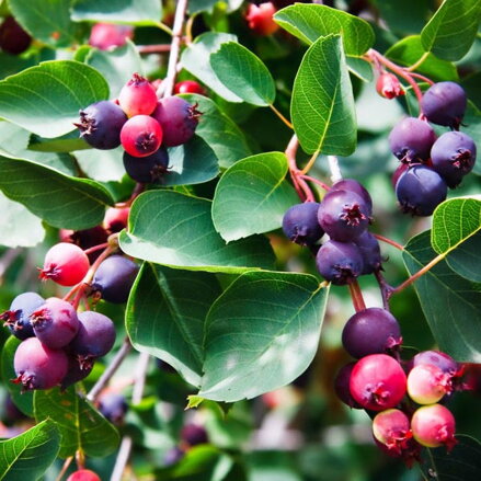 Muchovník Martin- amelanchier 40/60