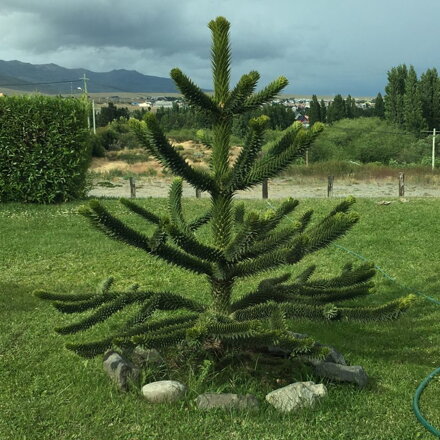 Araucaria araucana- araukaria andská /-18st.C / 20/30