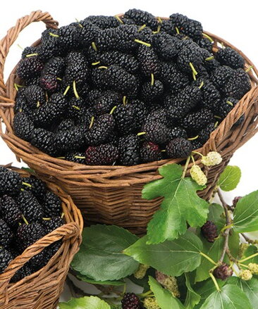 morus nigra Sicilia - moruša Sicilia