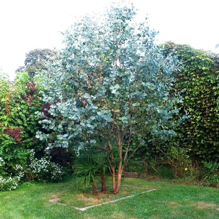 Eucalyptus Gunii Azura +150 
