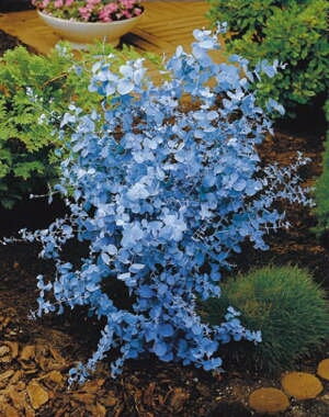 Eukalyptus Gunii Baby Blue 20/30