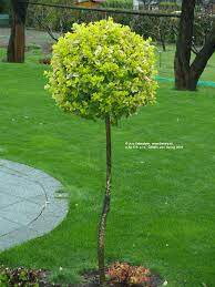 euonymus Emerald Gold na km.100/120