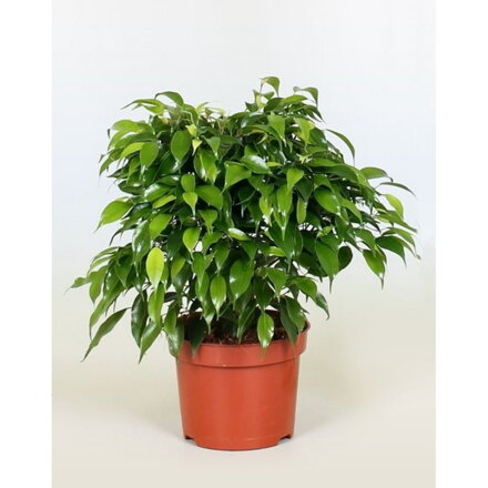 ficus benjamina  -fikus