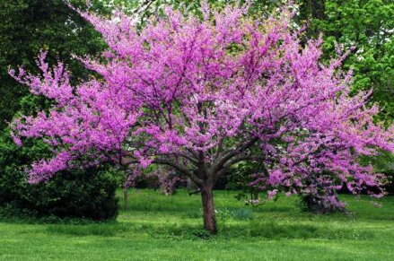 judášovec - cercis canadiens