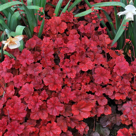 Heuchera Cherry Cola