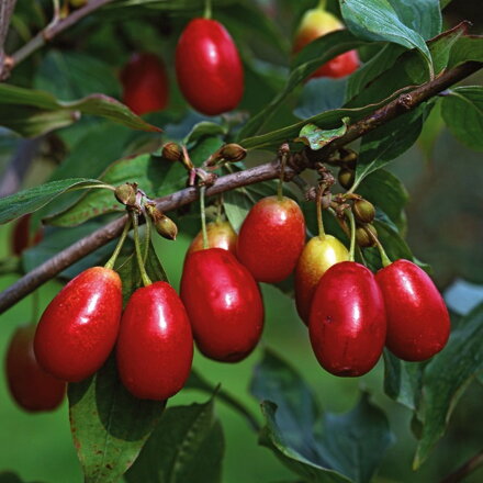 drieň jedlý- cornus mas Joliko 120/140