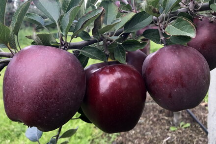 jabloň  King Roat Red Delicious  M26