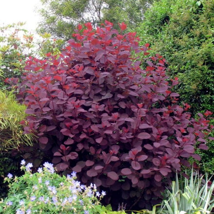 Škumpa vlasatá - Cotinus Royal Purple