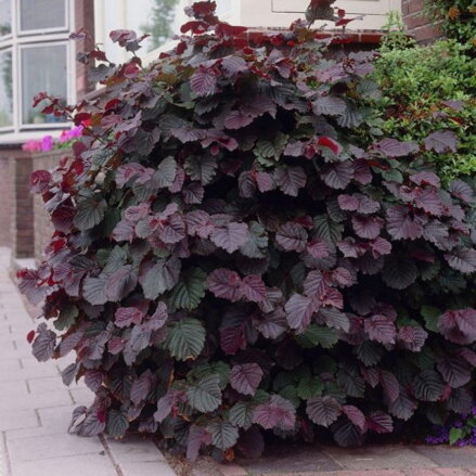 Lieska stromčeková - Corylus Avellana Lamberta červená +150 podp.turecká lieska