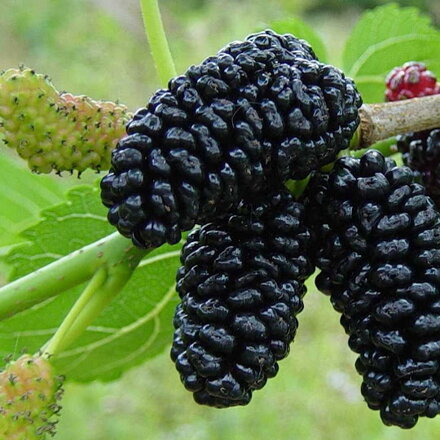 Morus nigra -moruša čierna 160/180 kont.