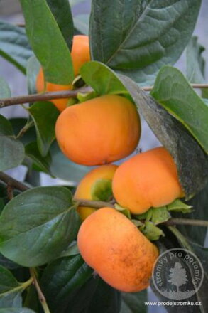 Hurmikaki O´Gosho 100/ 140 