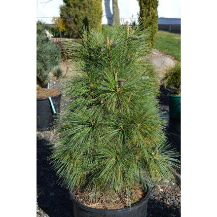 Borovica Pinus schwerinii Wiethorst +40