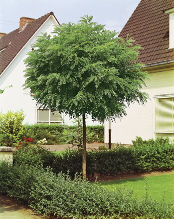 Robinia Umbraculifera agát biely 180/220