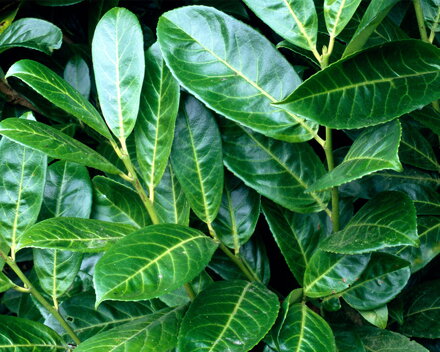 Prunus laurocerasus Novita 40/60