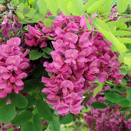 robinia hispida 150/160 ružová