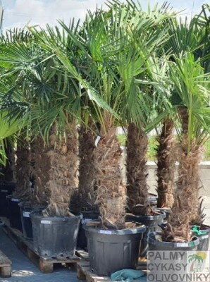 Trachycarpus fortunei +160 kmeň 30cm, -17 st C
