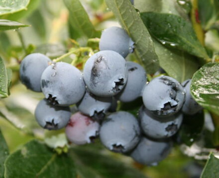 čučoriedka vaccinium corymbosum Poppins 30/40