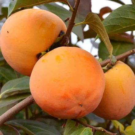 hurmikaki Diospyros Mriya virginiana