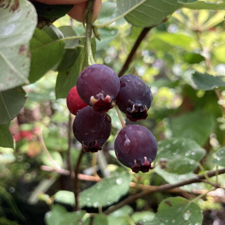 Muchovník- amelanchier Sleyt 30/40