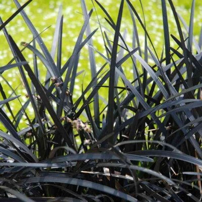 tráva čierna- Ophiopogon -planiscapus niger