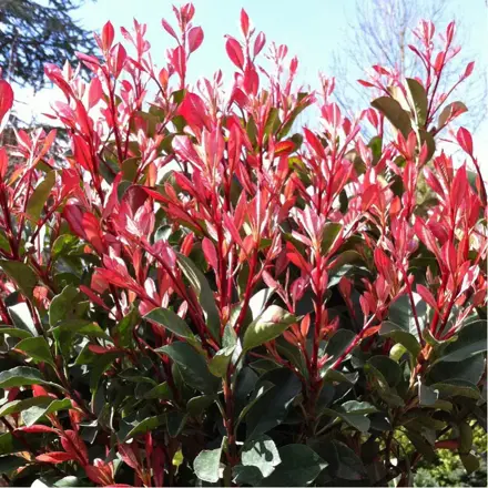 Photinia Fraseri Red Robin 80/100 - Červienka