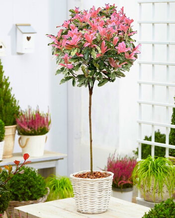 Photínia serratifolia Pink Crispy- červienka na kmienku 100/120