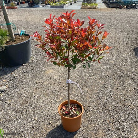 photinia Red Robin na km. 150/180