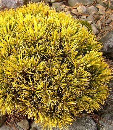 Borovica- pinus mugo Wintergold 