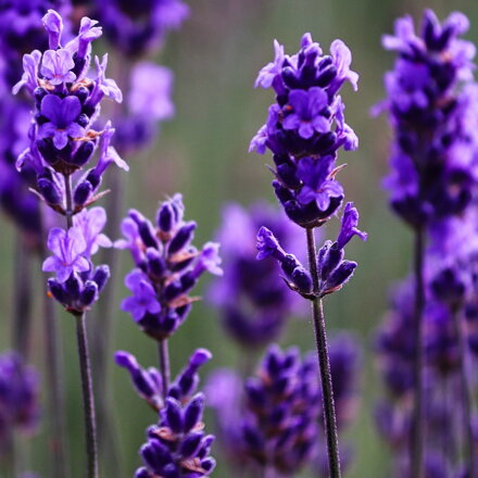 Levanduľa lekárska- levandula augustifolia