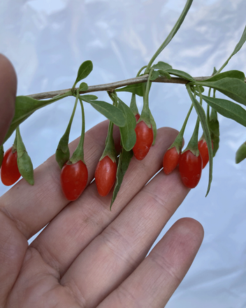 Goji - Kustovnica čínska - Lycium Chinese Grosfruchtig