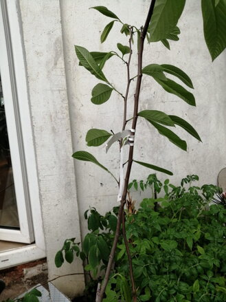 Asimina triloba - banán severu 80/100