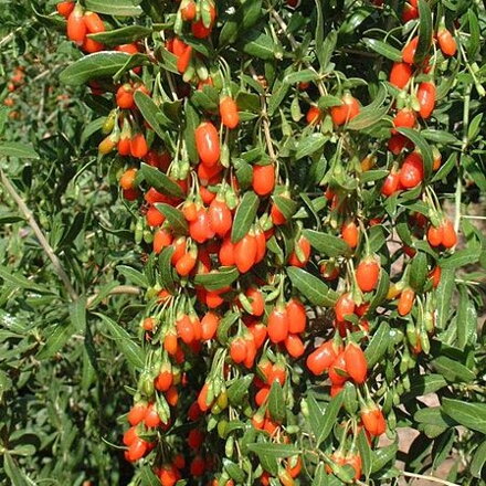 Goji - Lycium Barbarum 