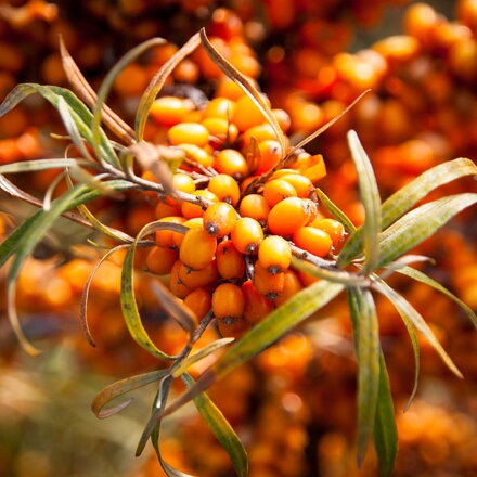 Rakytník rešetliakový Hippophae rham.- Podarok Sadu 60/80