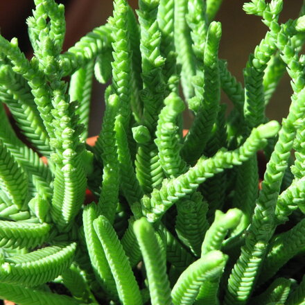 Crassula lycopodioides - rastlina v kvetináči