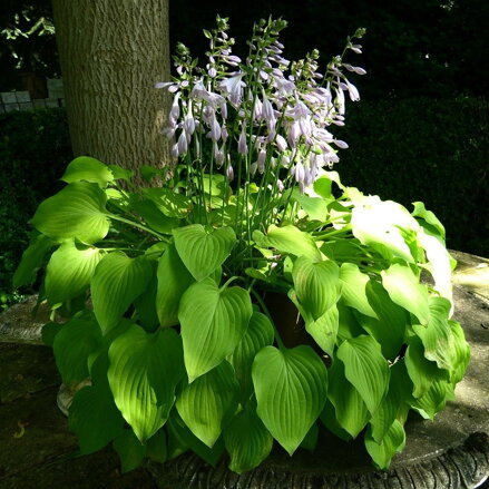 Hosta