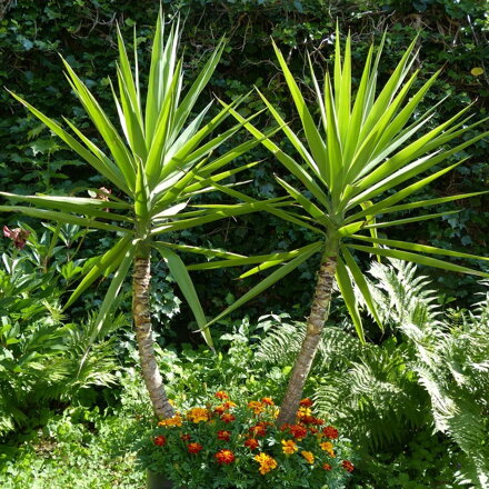 Yucca - rastlina v kvetináči