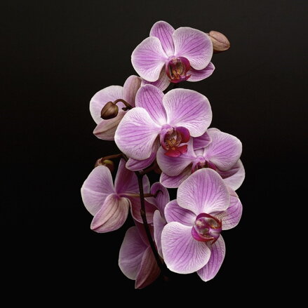 Orchidea Phalaenopsis