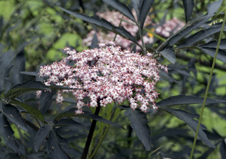 Baza Čierna Sambucus nigra Black Lace